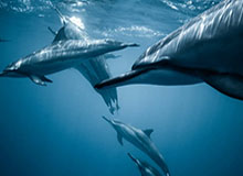 开云体育官方入口-【圆桌】联盟最好最差球队都是谁？冠军注定归洛城？